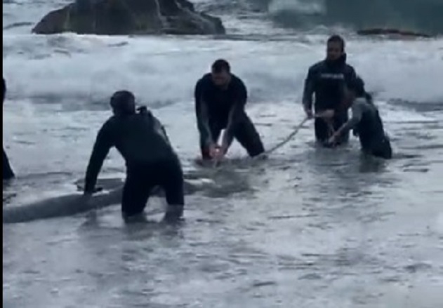 Σκορδίλης: Βοήθησε στη διάσωση δελφινιού στην Κέρκυρα! (VIDEO)